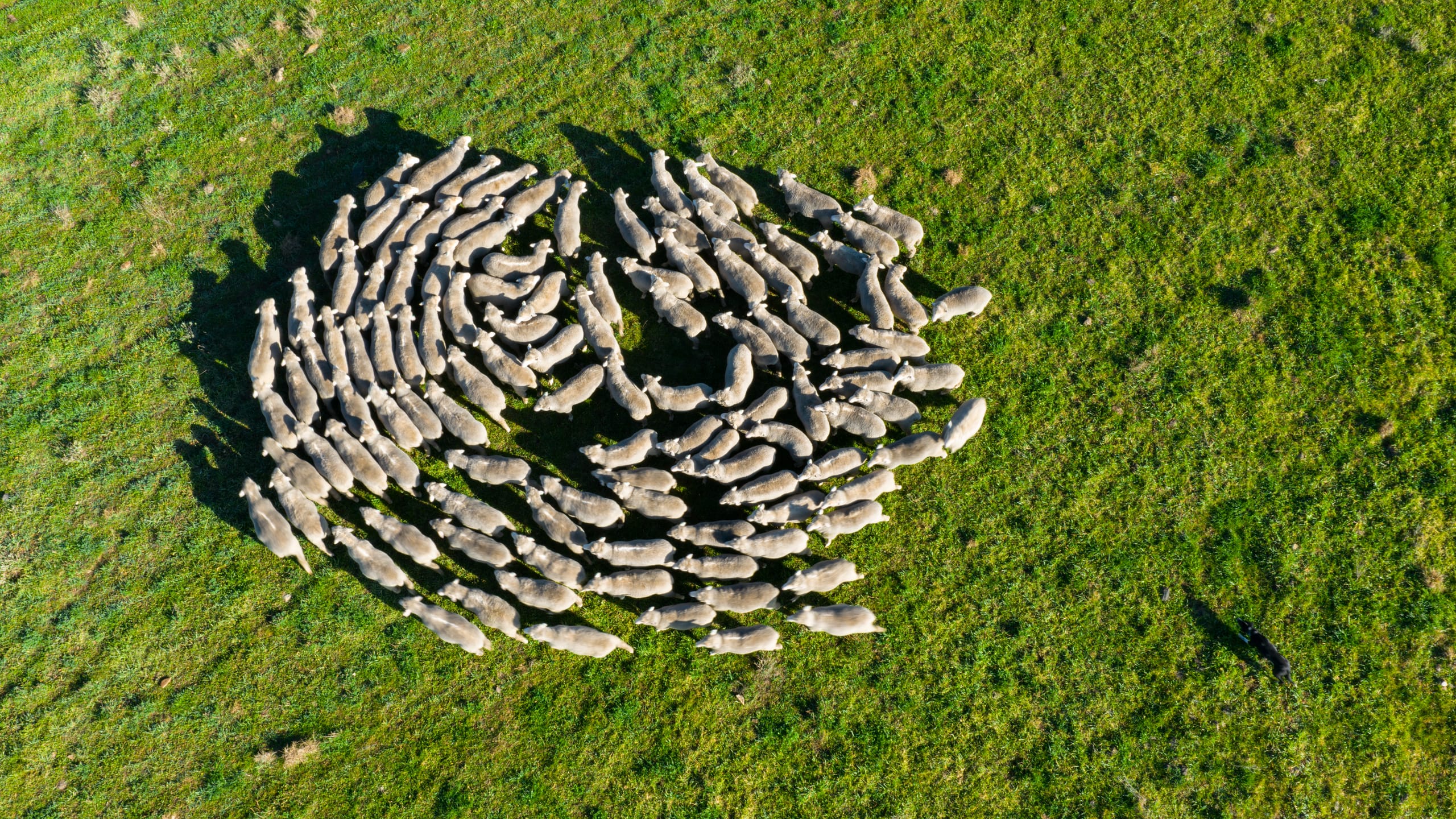 Aerial view of sheep gathered in a tight circular flock on bright green grass
