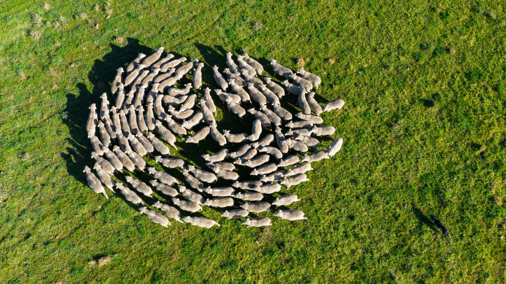 Aerial view of sheep gathered in a tight circular flock on bright green grass