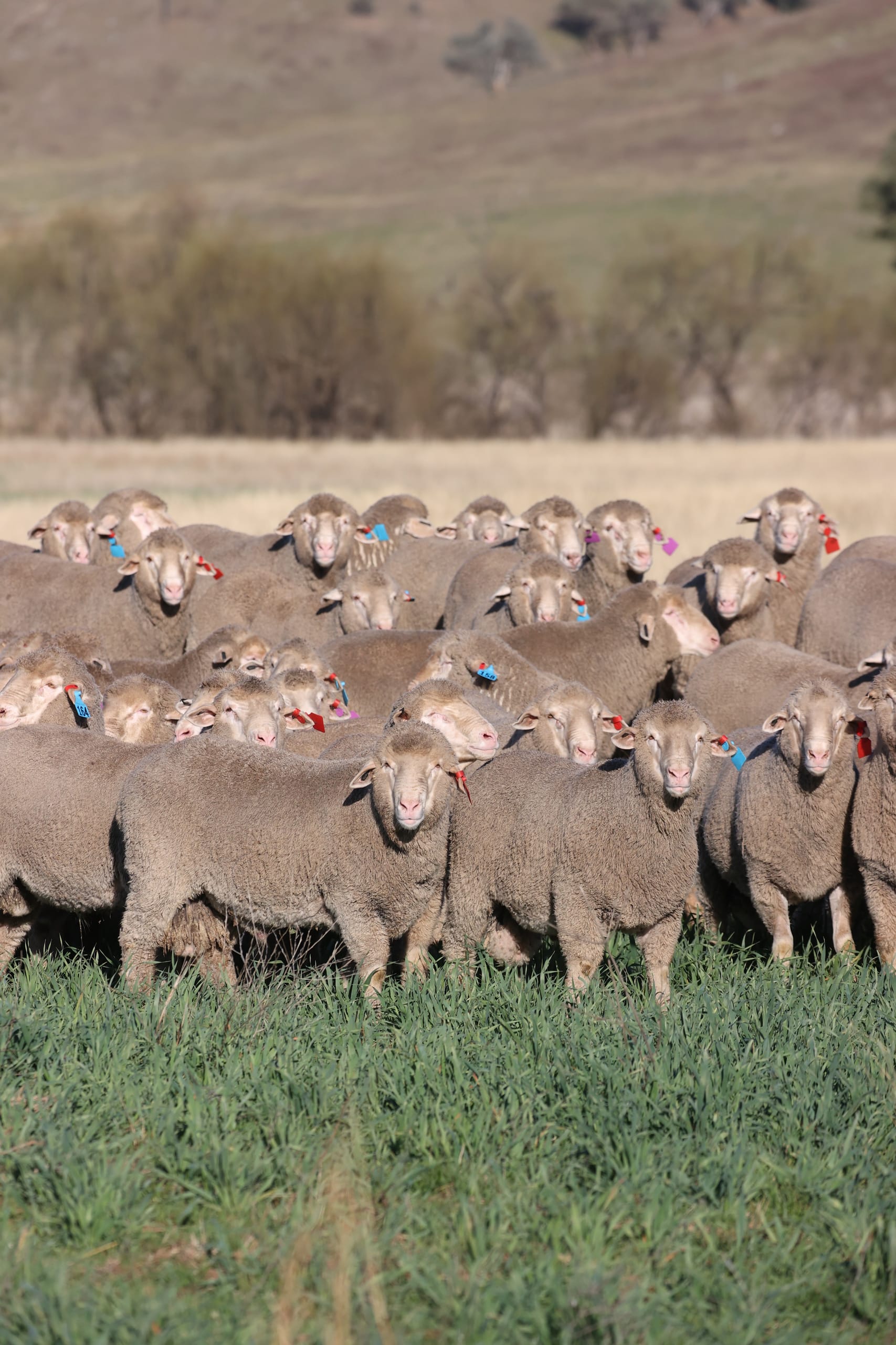 Aerial view of merino sheep walking along a paddock fence line