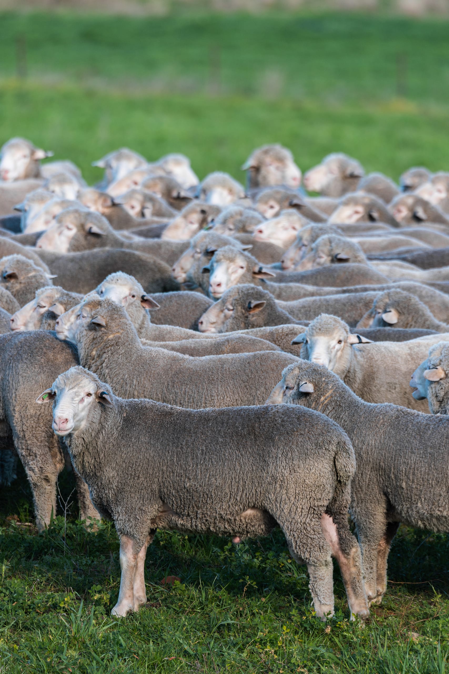 Merino ram standing in front of a flock on green pasture