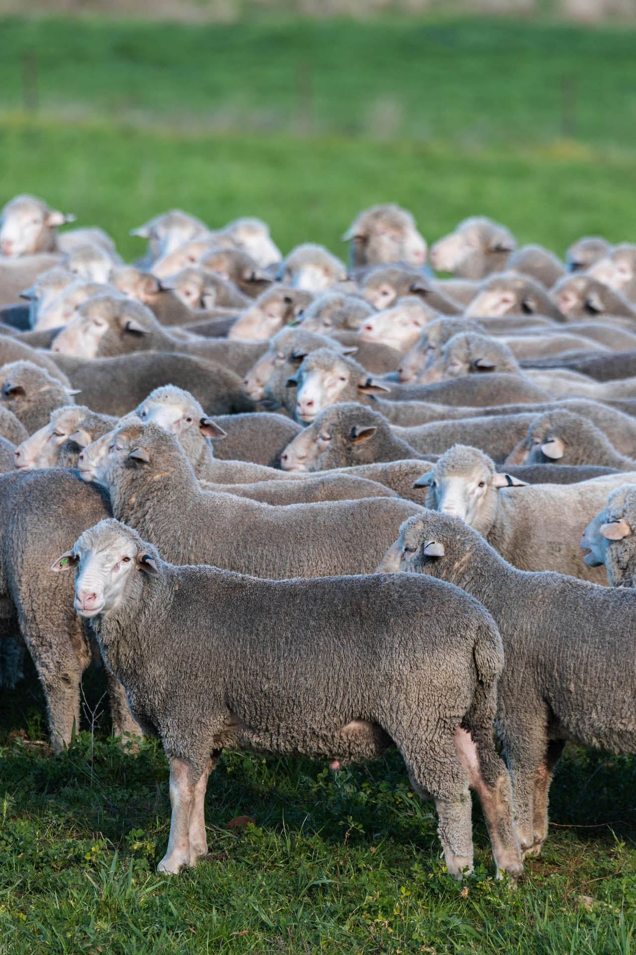 Merino ram standing in front of a flock on green pasture