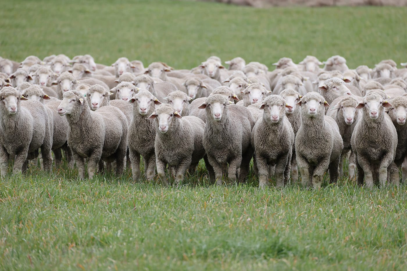 Large flock of merino sheep facing the camera in a green field