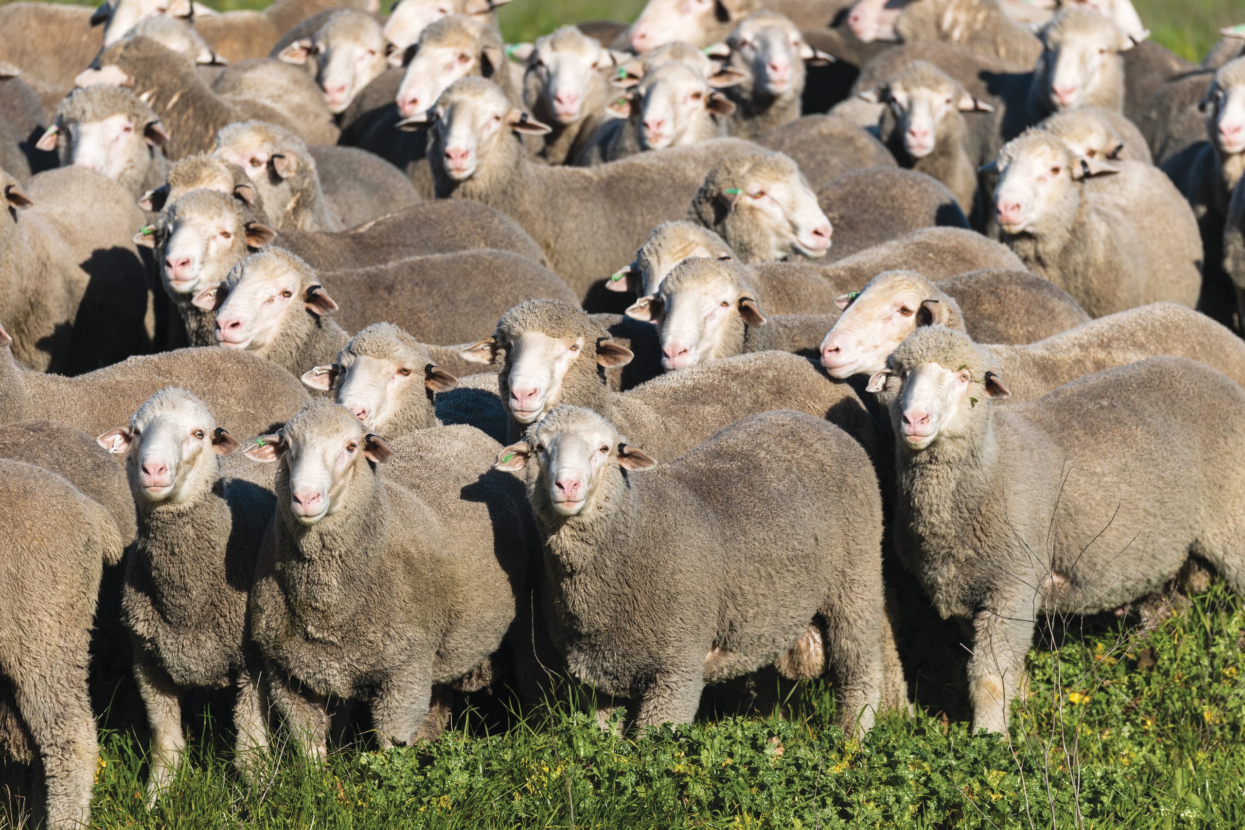 Merino flock in the foreground of a Mumblebone paddock