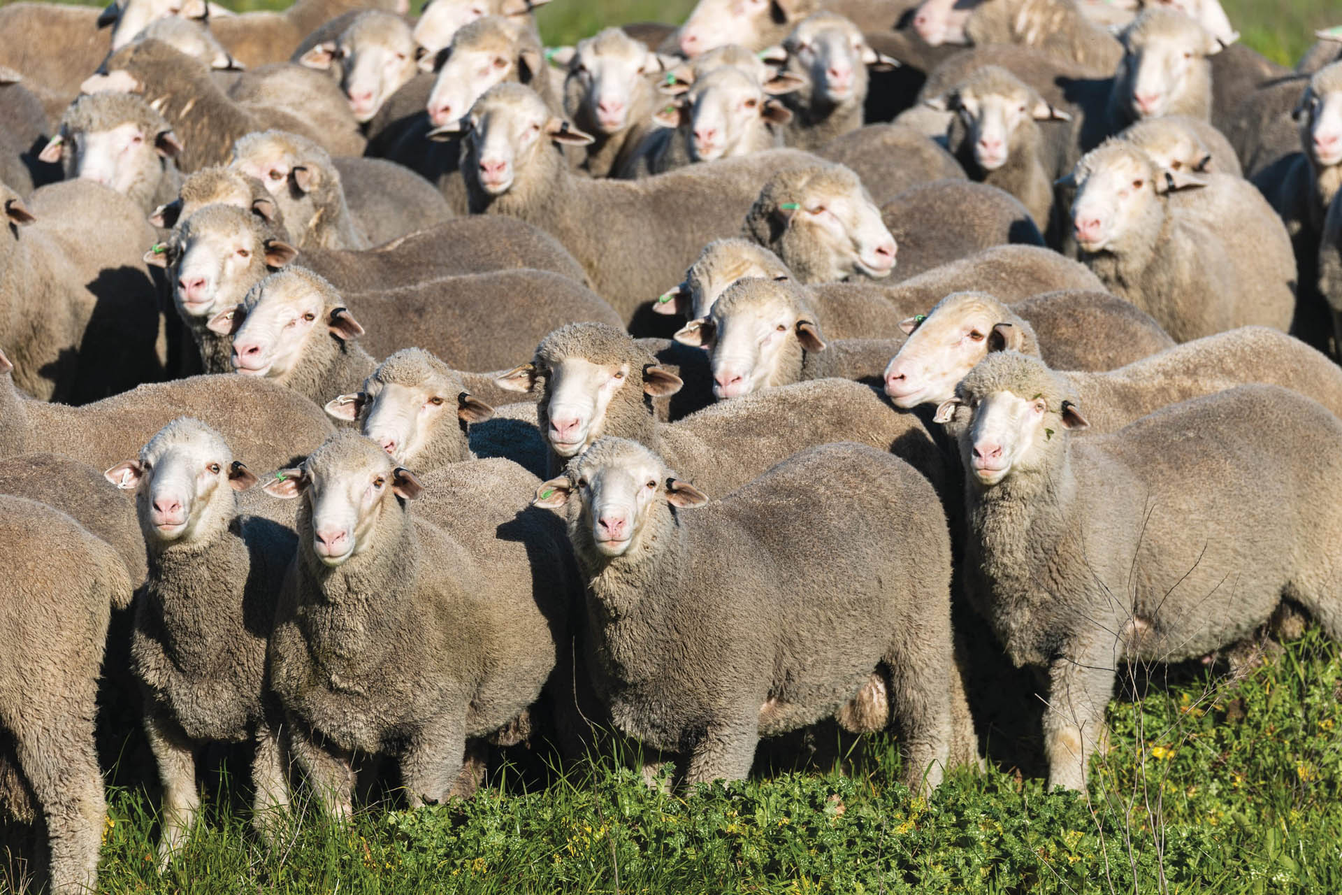 Merino flock in the foreground of a Mumblebone paddock