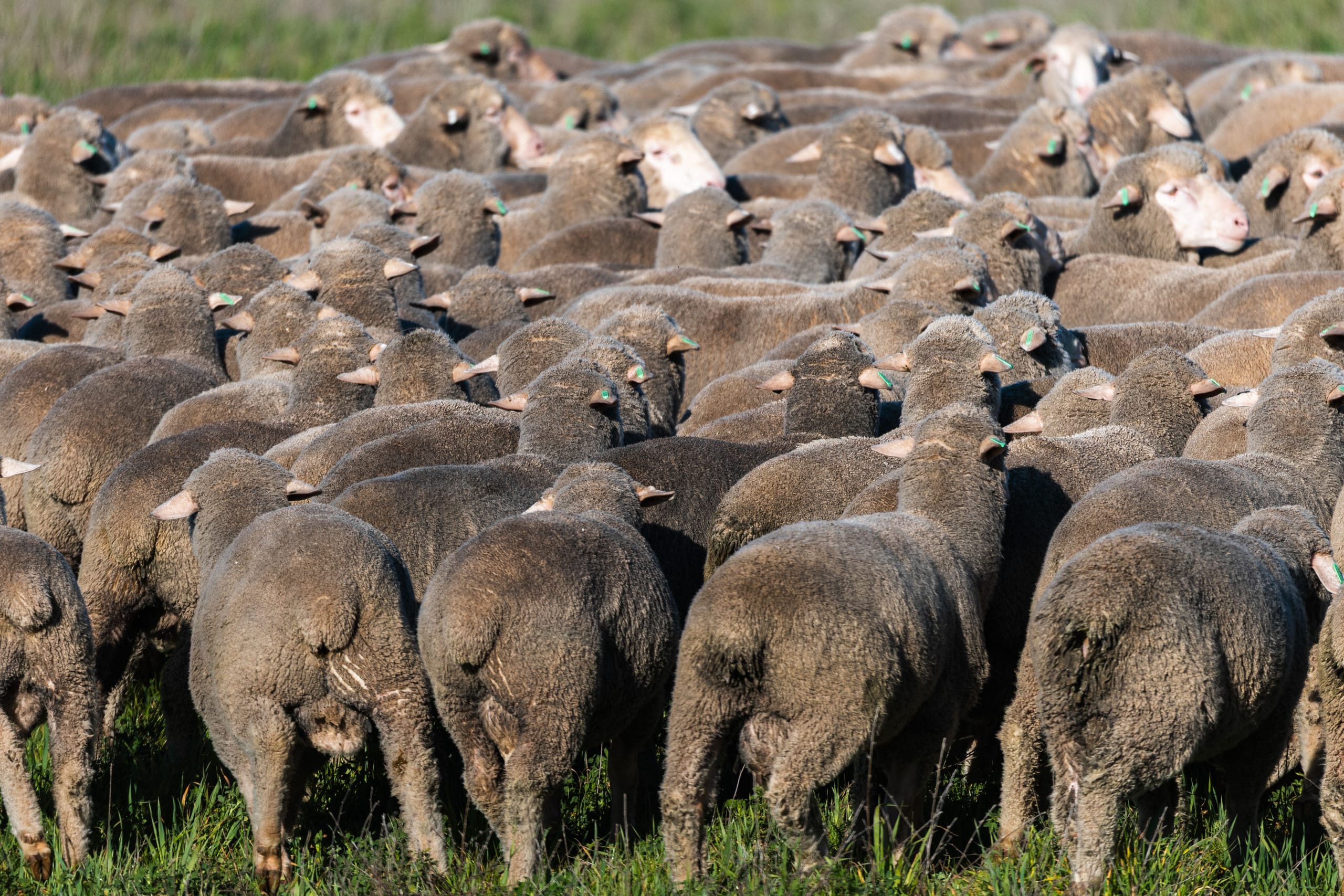 Merino flock viewed from behind, moving through a Mumblebone paddock