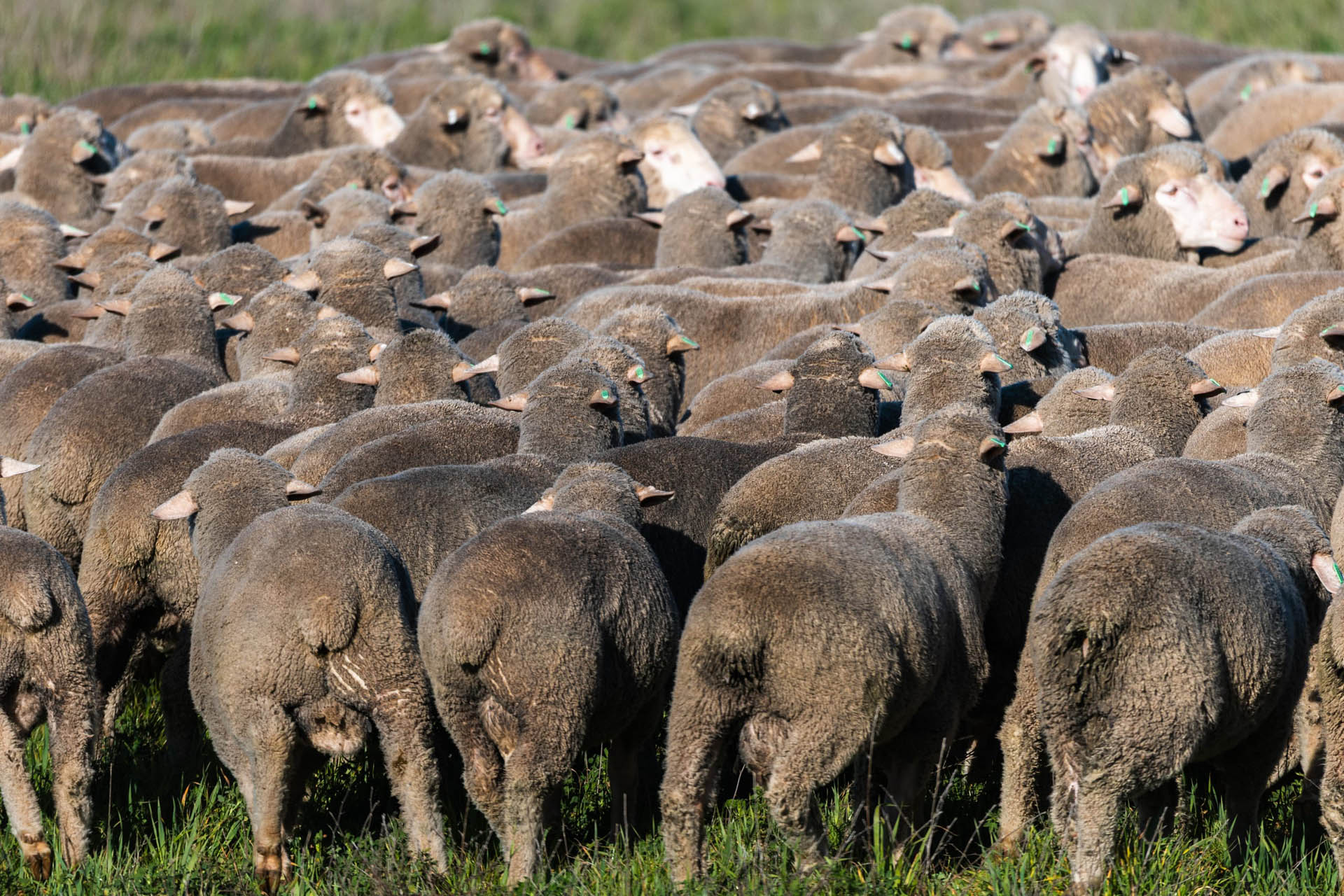 Merino flock viewed from behind, moving through a Mumblebone paddock