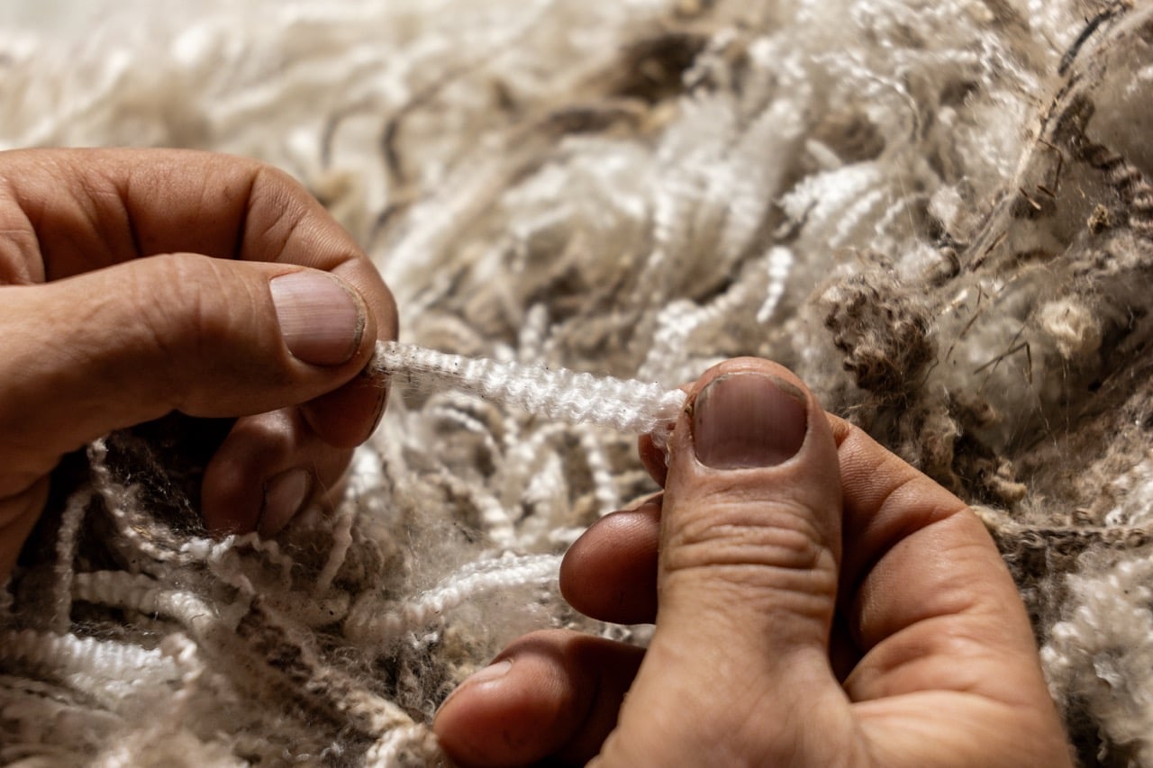 Close-up of hands inspecting the crimp and staple of a Mumblebone Merino fleece