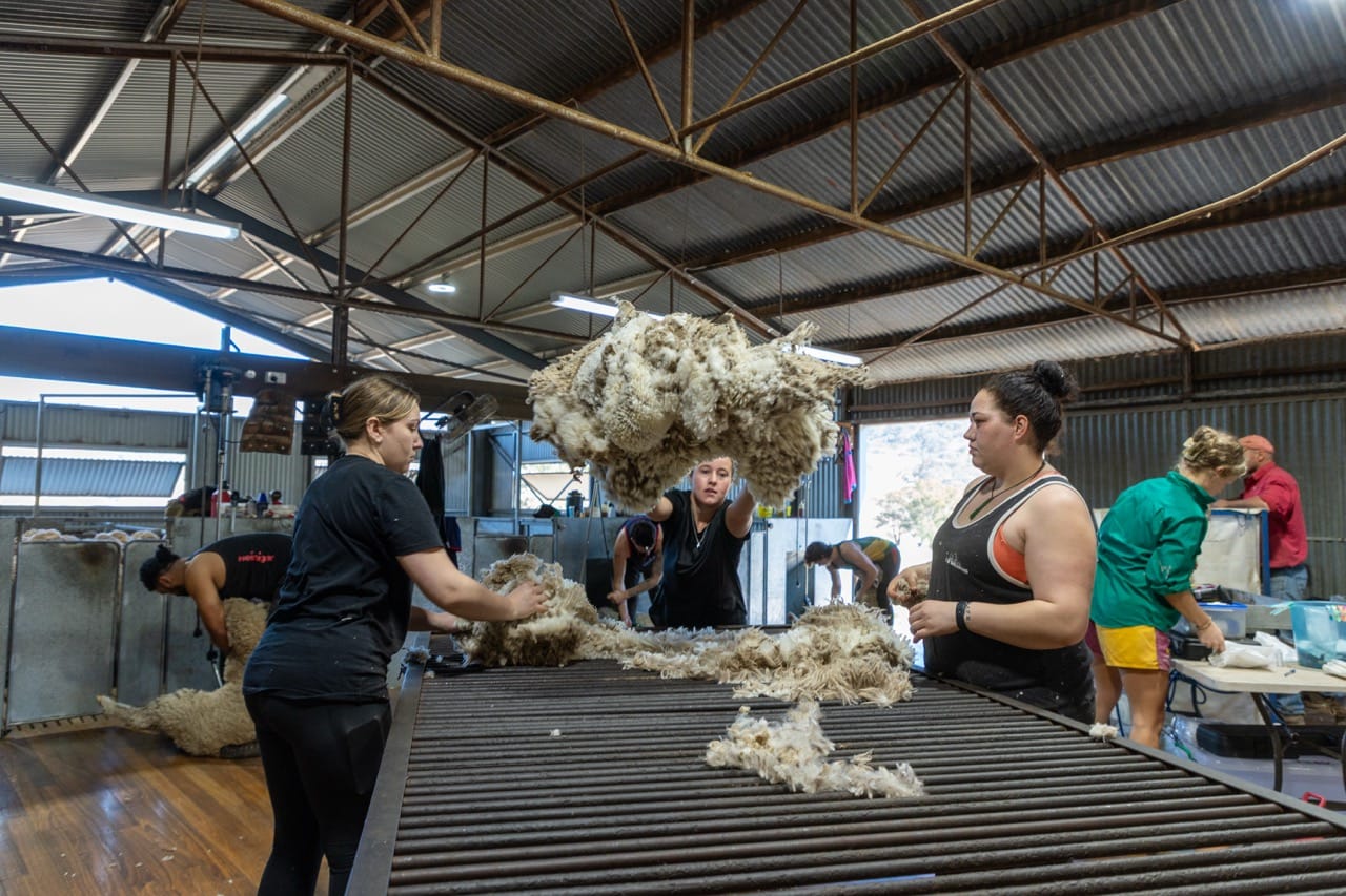 Mumblebone shearing shed team classing a fleece on the wool table