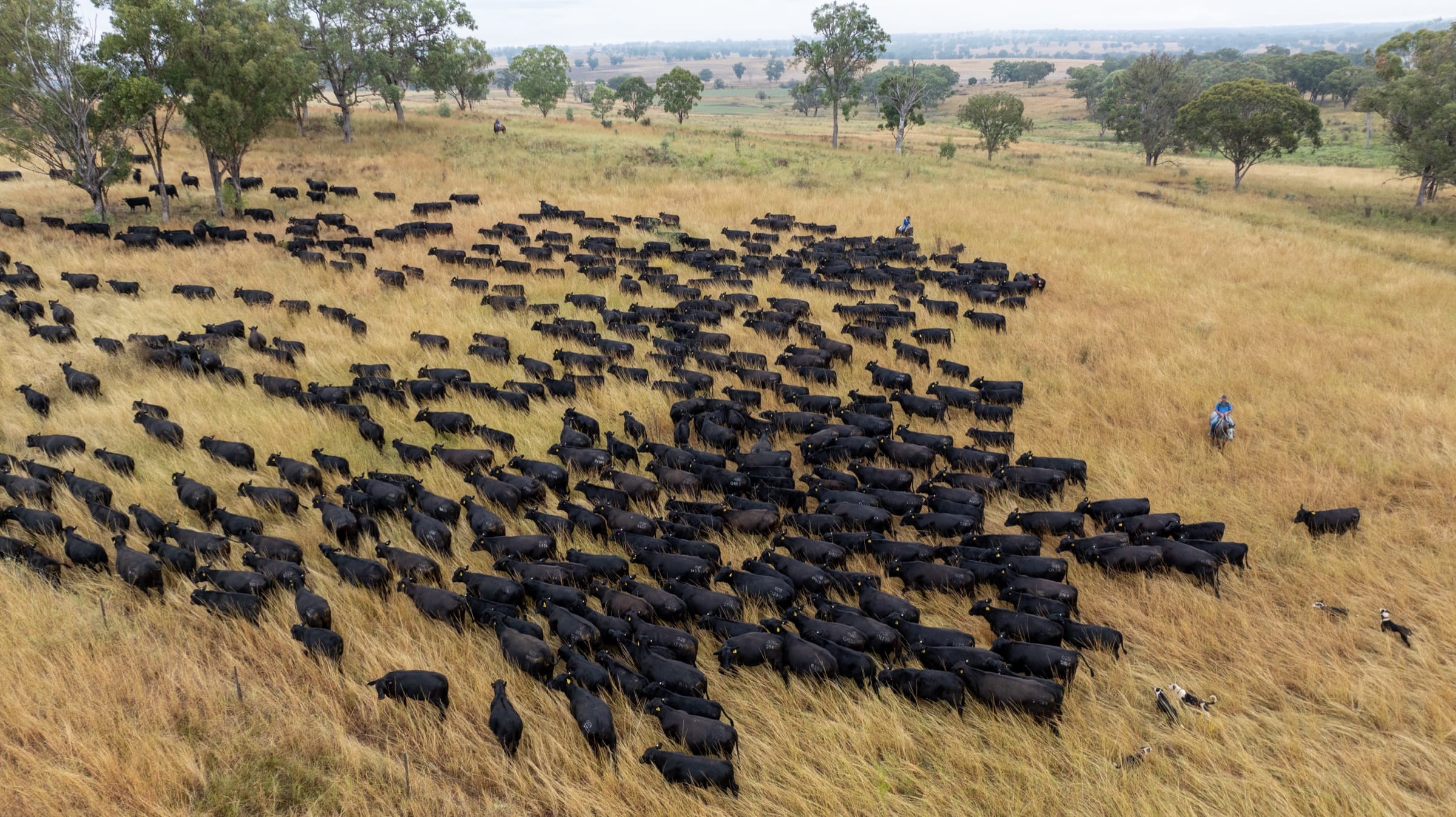Aerial view of a Palgrove mob spreading across golden pasture with a single rider on the edge