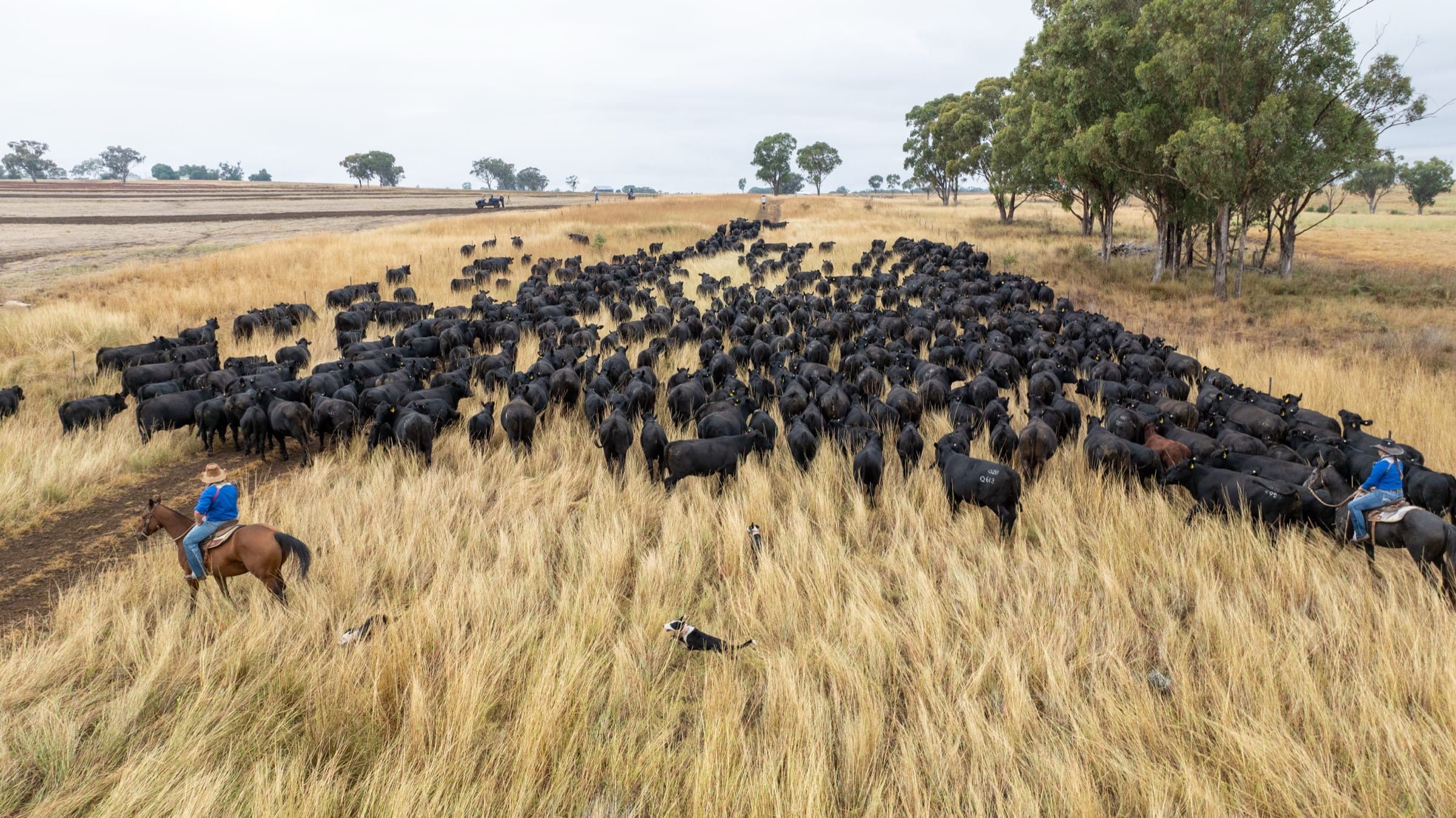 Aerial view of a Palgrove mob being mustered through golden pasture by two riders and working dogs