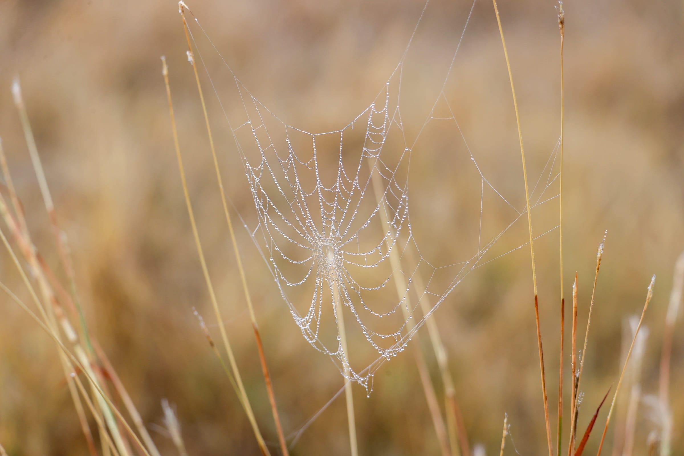 Dew-covered spider web suspended between blades of native pasture grass at Palgrove