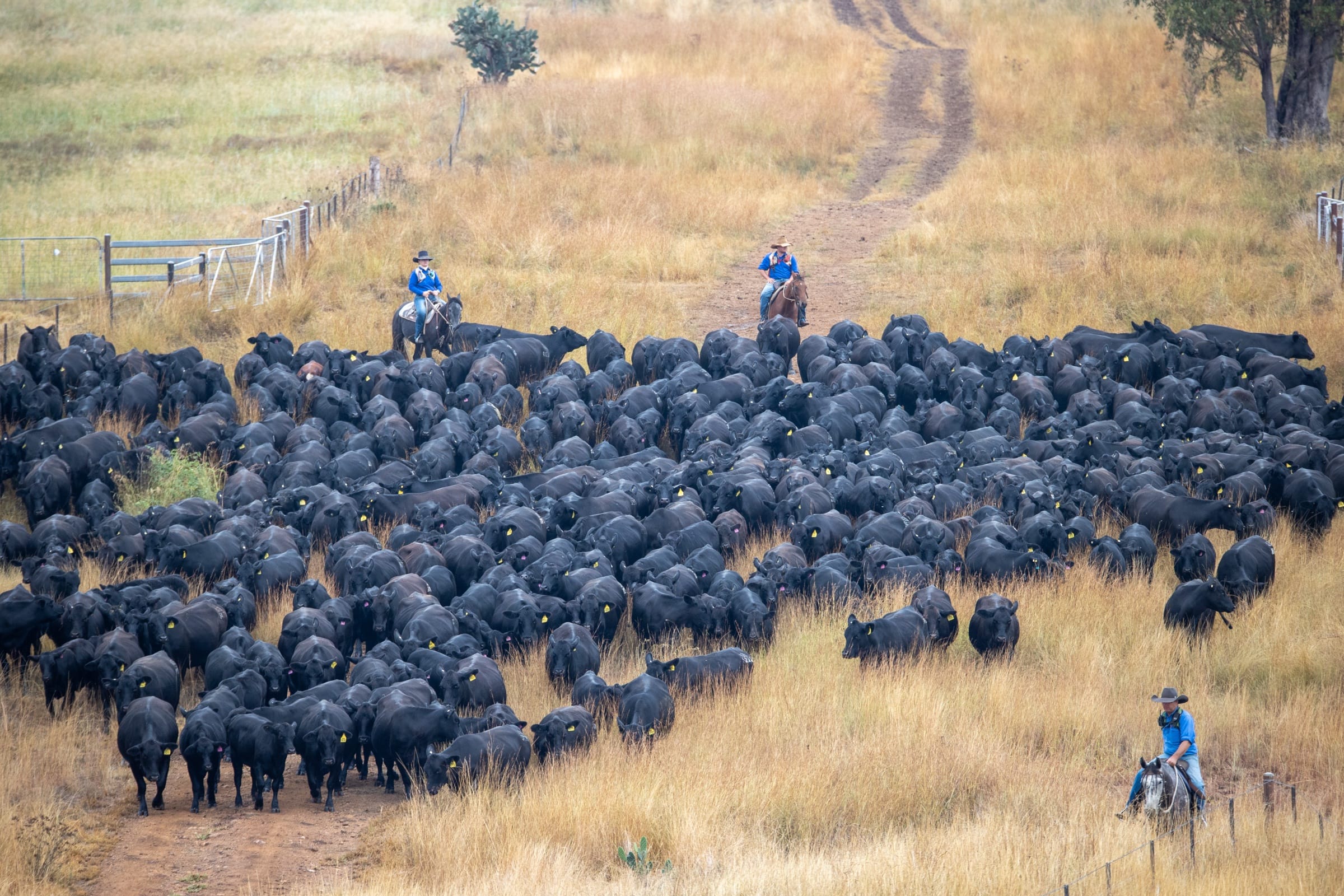 Elevated view of a large Palgrove mob being moved along a fence line by three riders