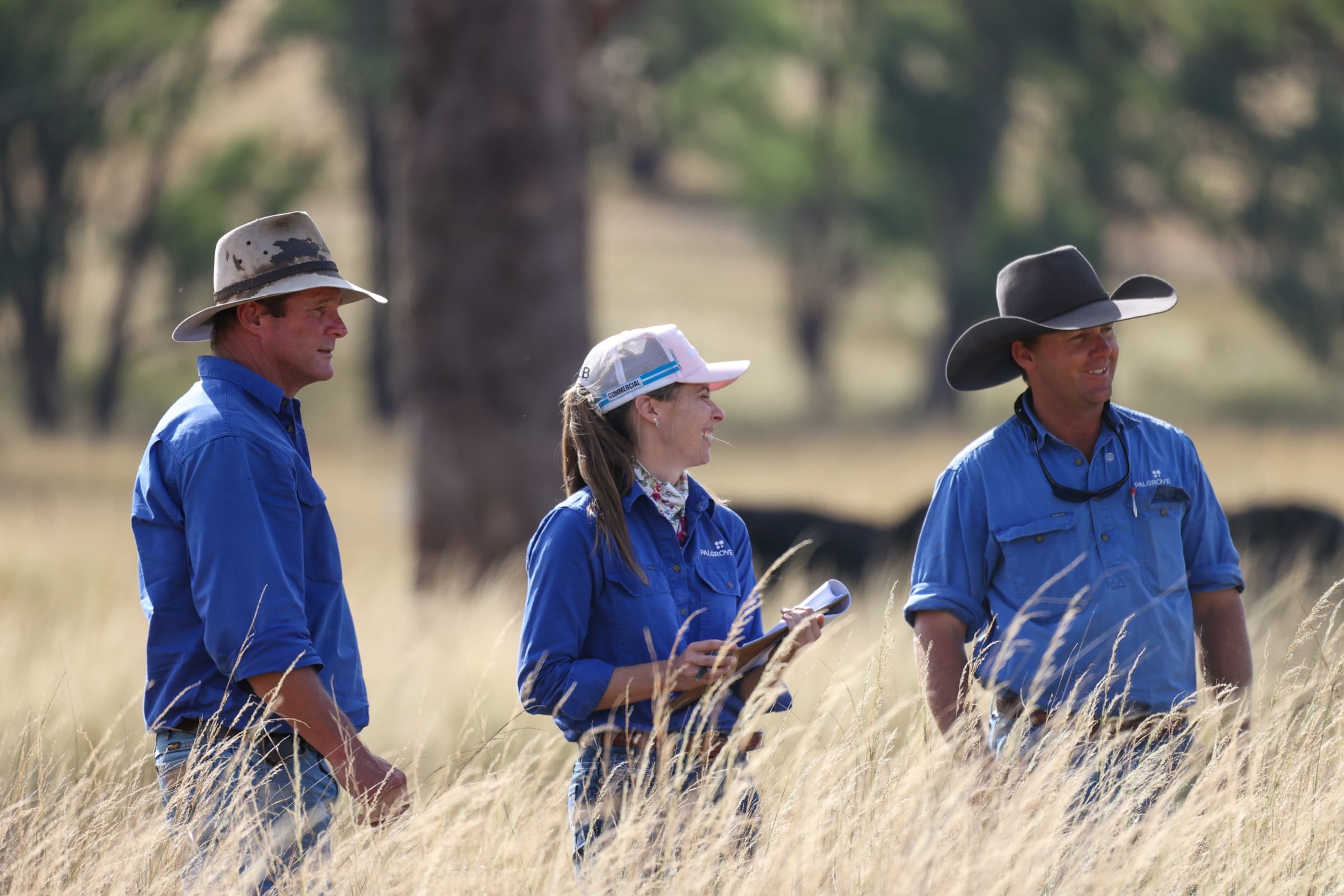 Three Palgrove team members in blue shirts and Akubra hats standing together in tall, sun-bleached grass