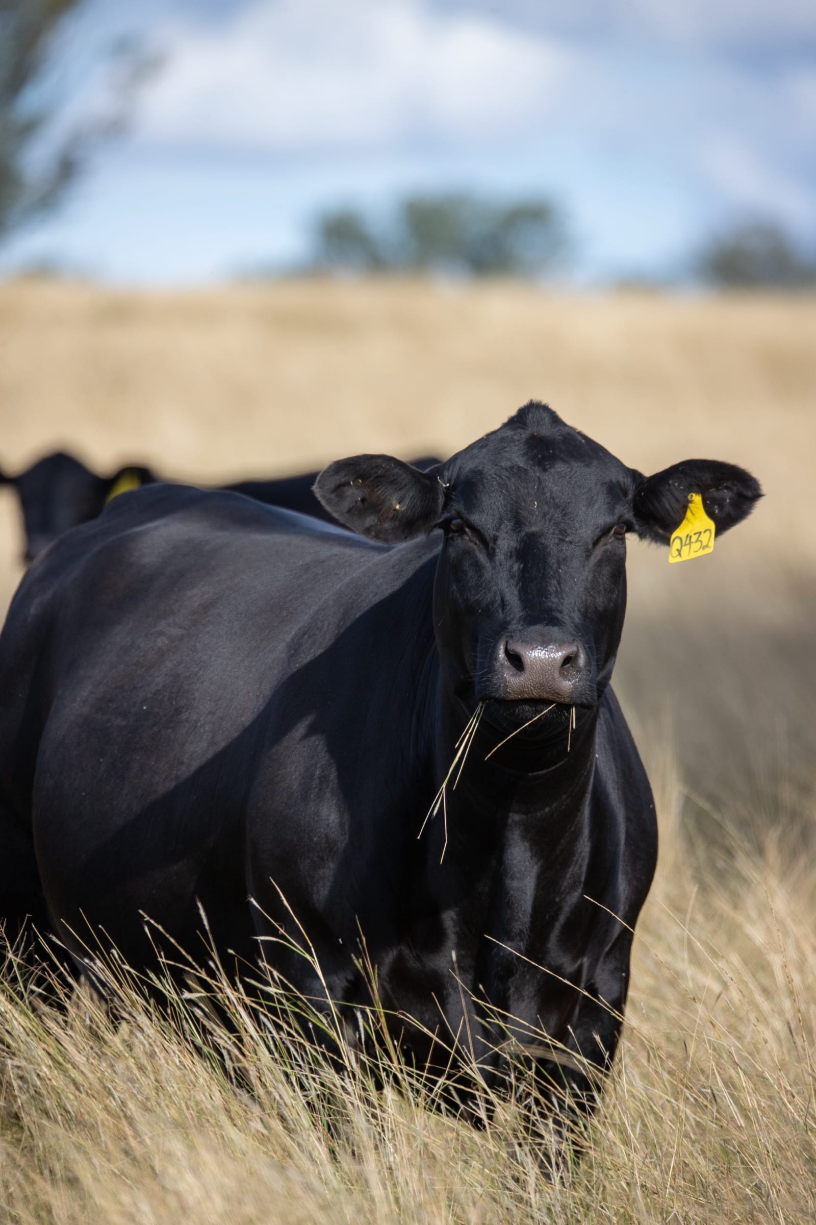 Palgrove Ultrablack cow with yellow ear tag standing in tall pasture, side profile against a blue sky