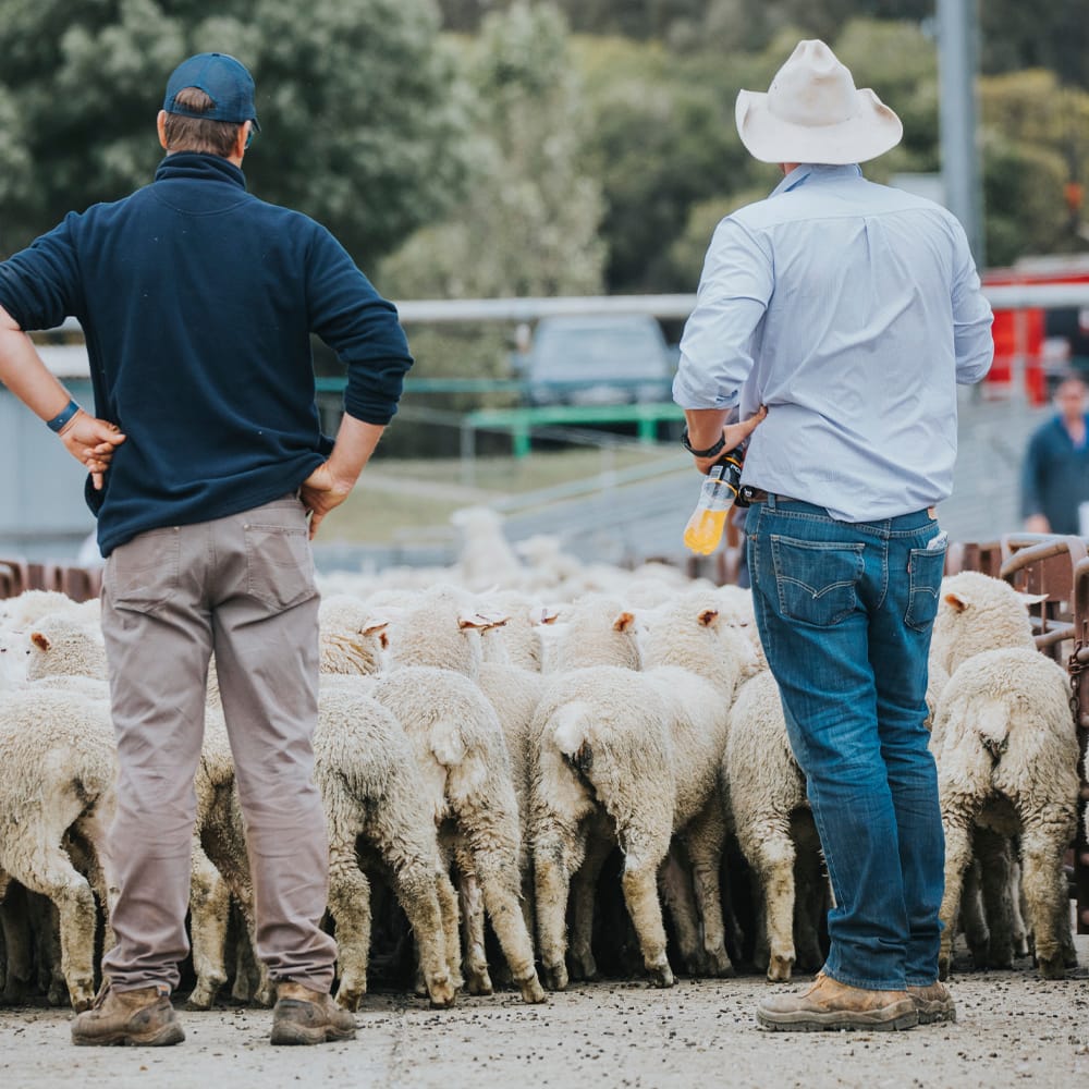 Two livestock agents standing behind a pen of sheep at the sale yards