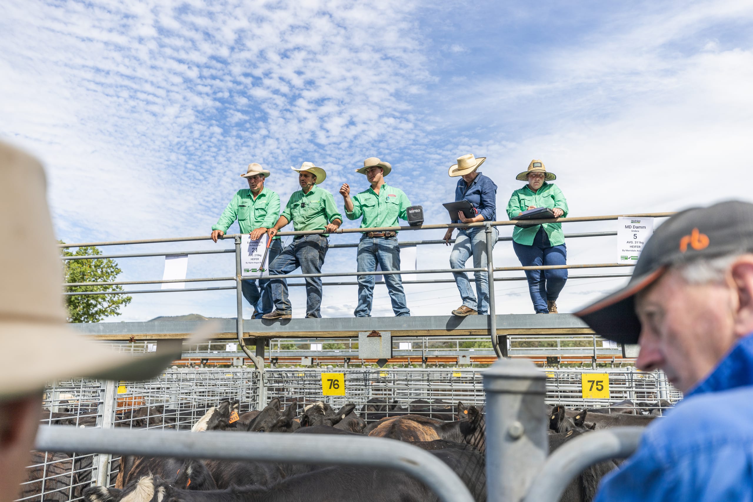 Livestock sale agents standing on a raised platform above cattle pens