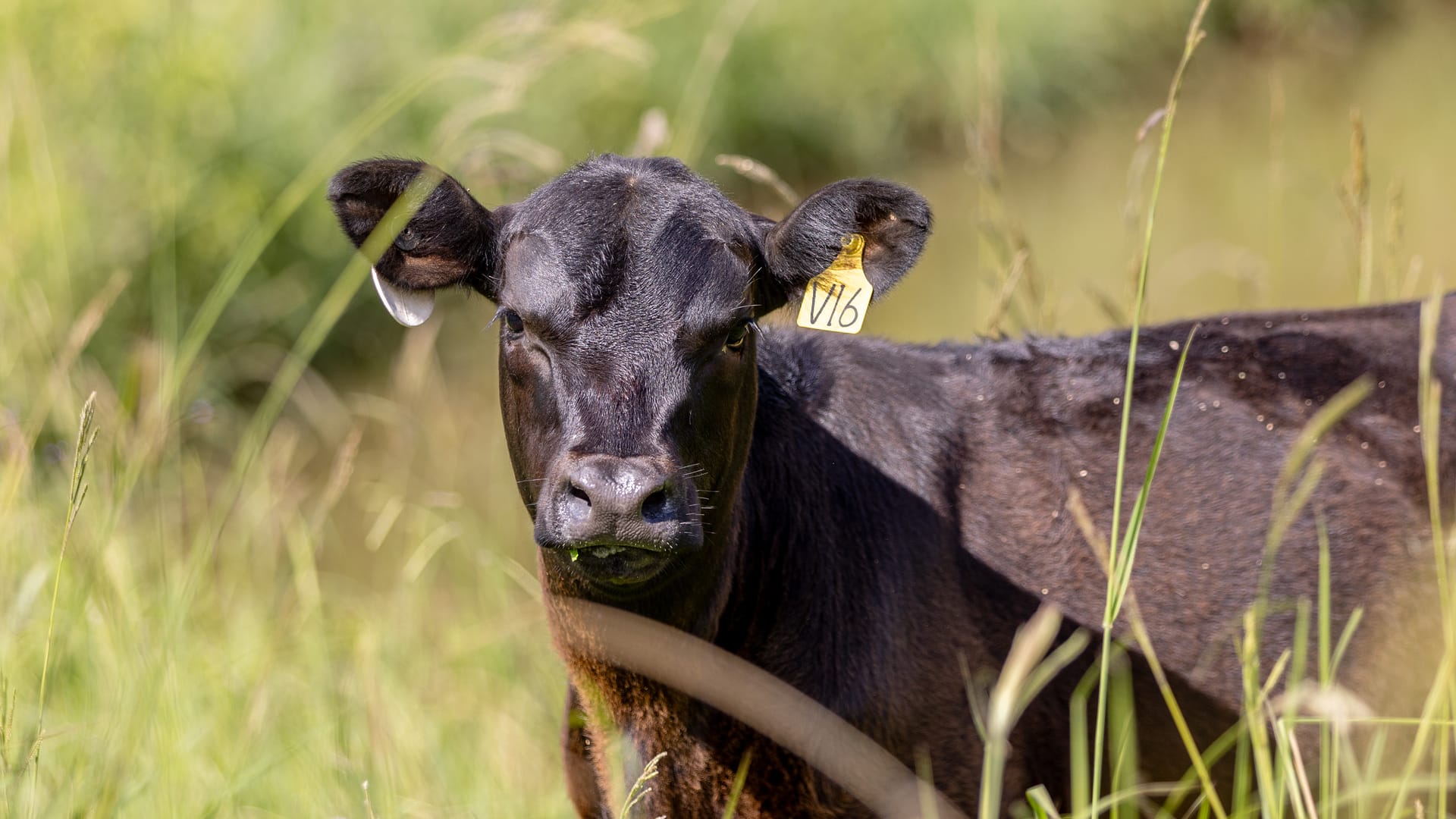 Close-up of a black calf with ear tags standing in tall grass