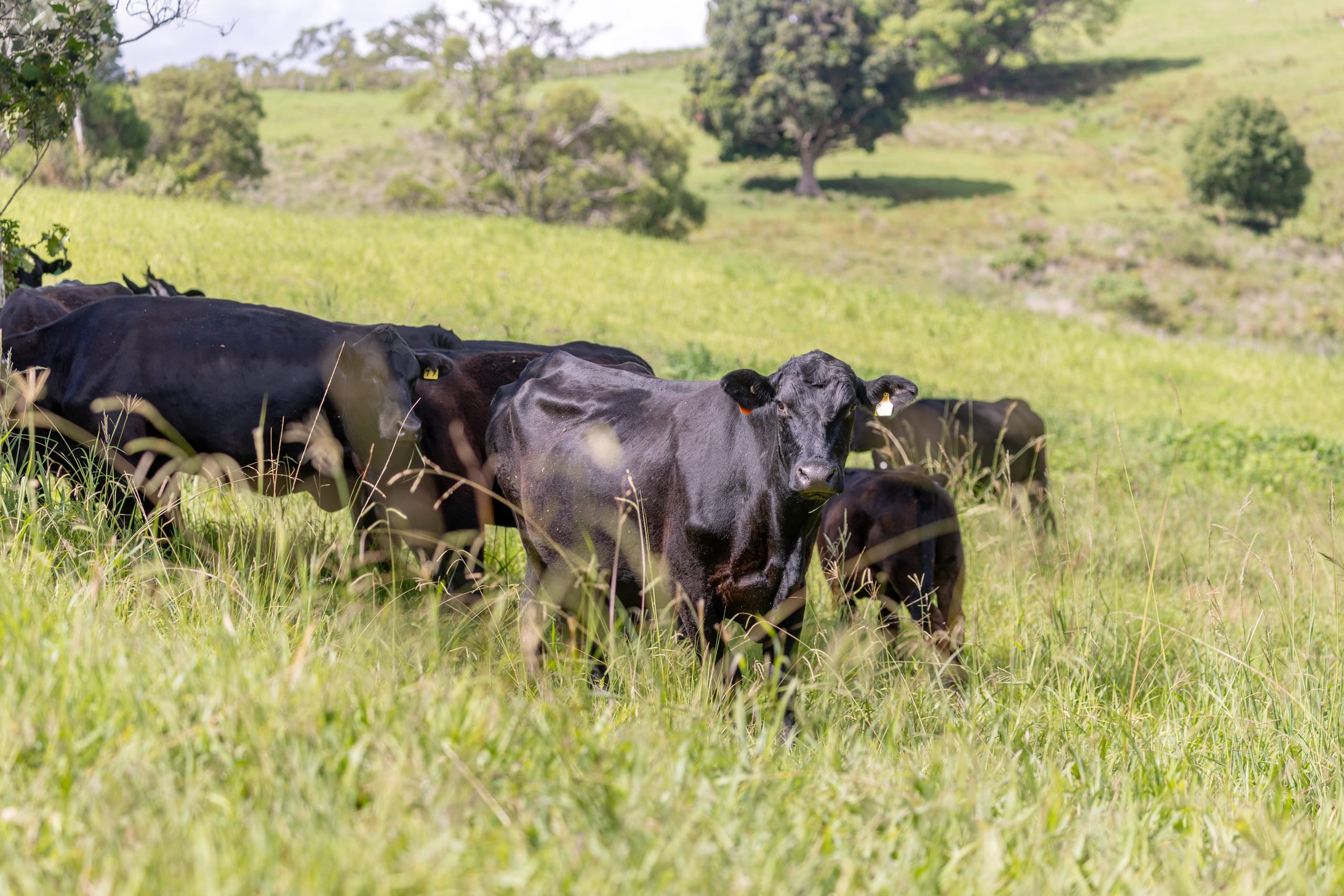 Black cattle grazing in tall grass on a green hillside paddock