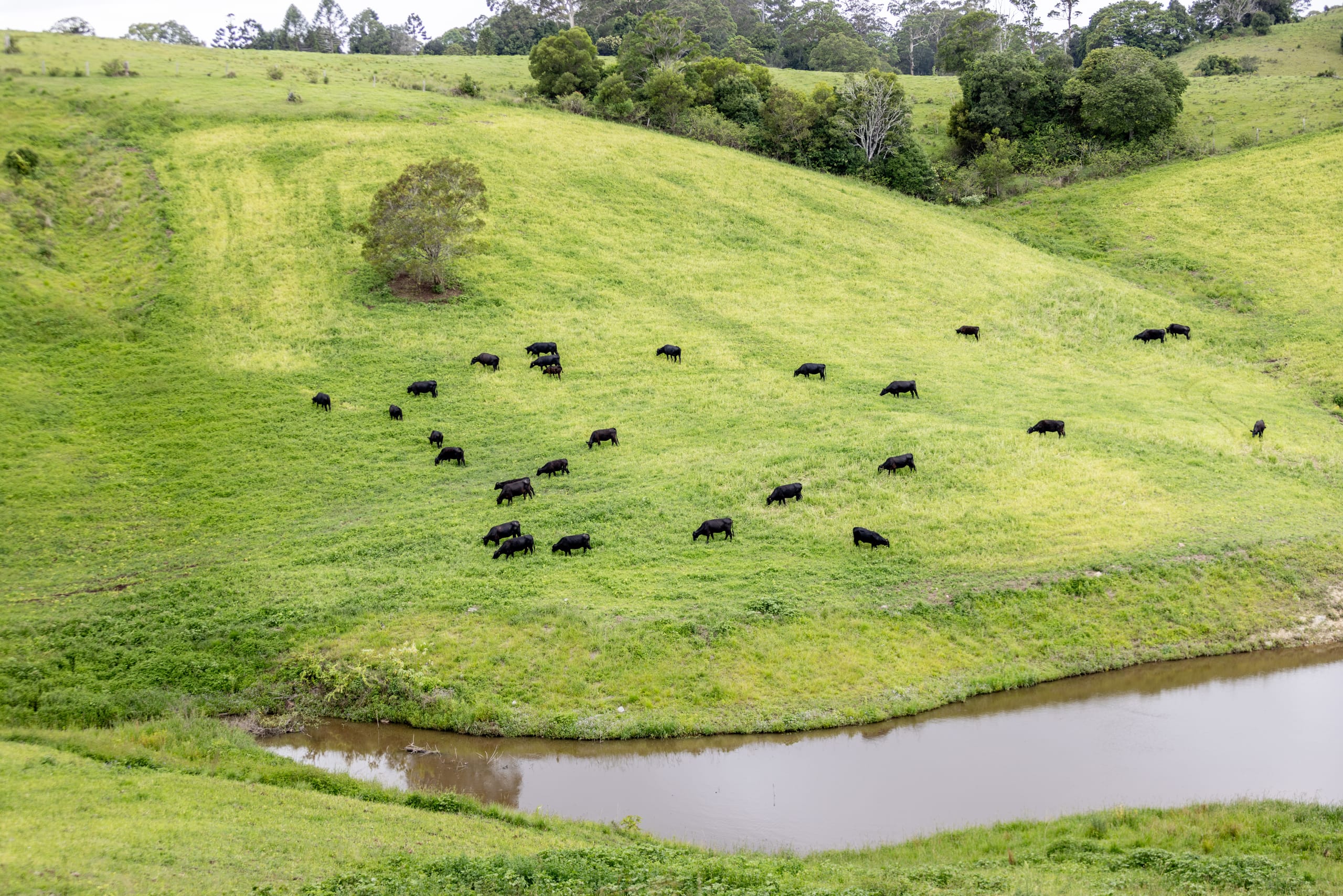 Aerial view of black cattle grazing on a green hillside beside a farm pond