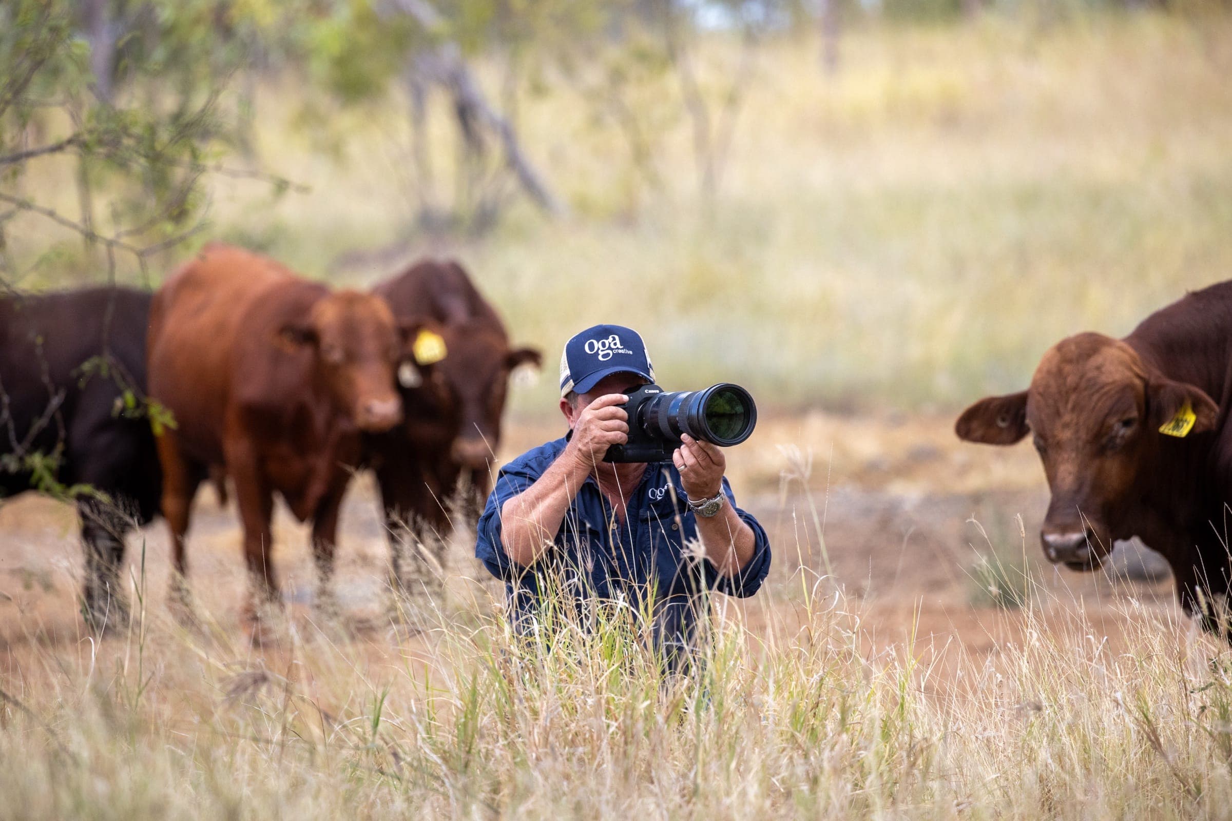 Livestock marketing process, photographed by Oga