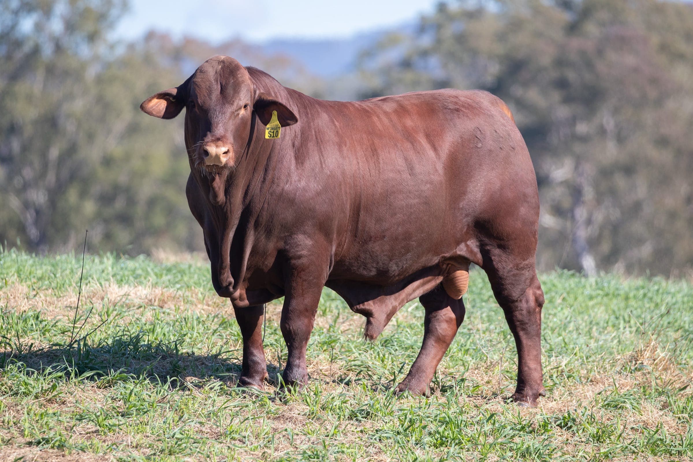 Livestock Marketing, Oga creative studio