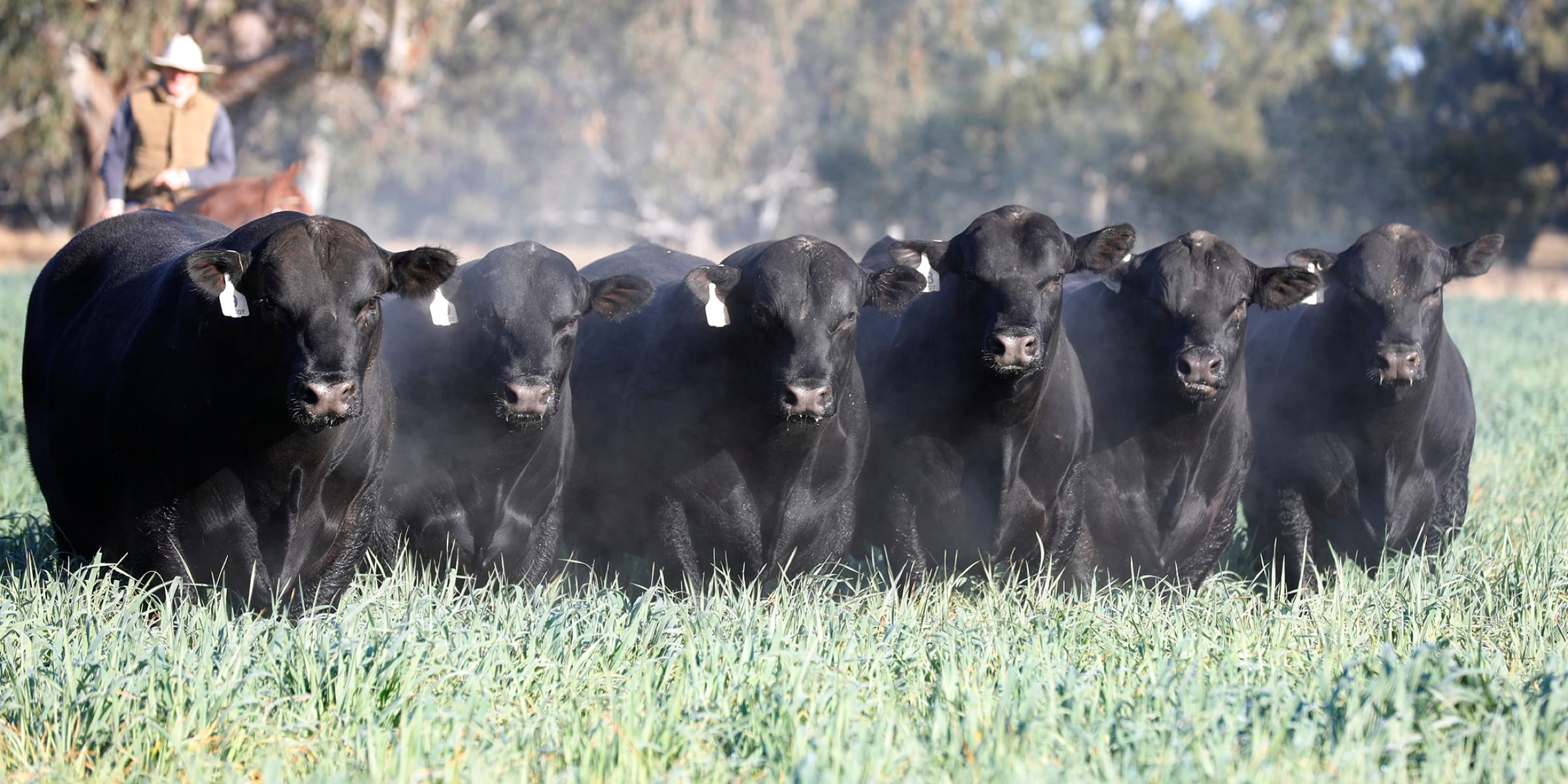 Angus cattle in a dusty paddock, photographed by Oga