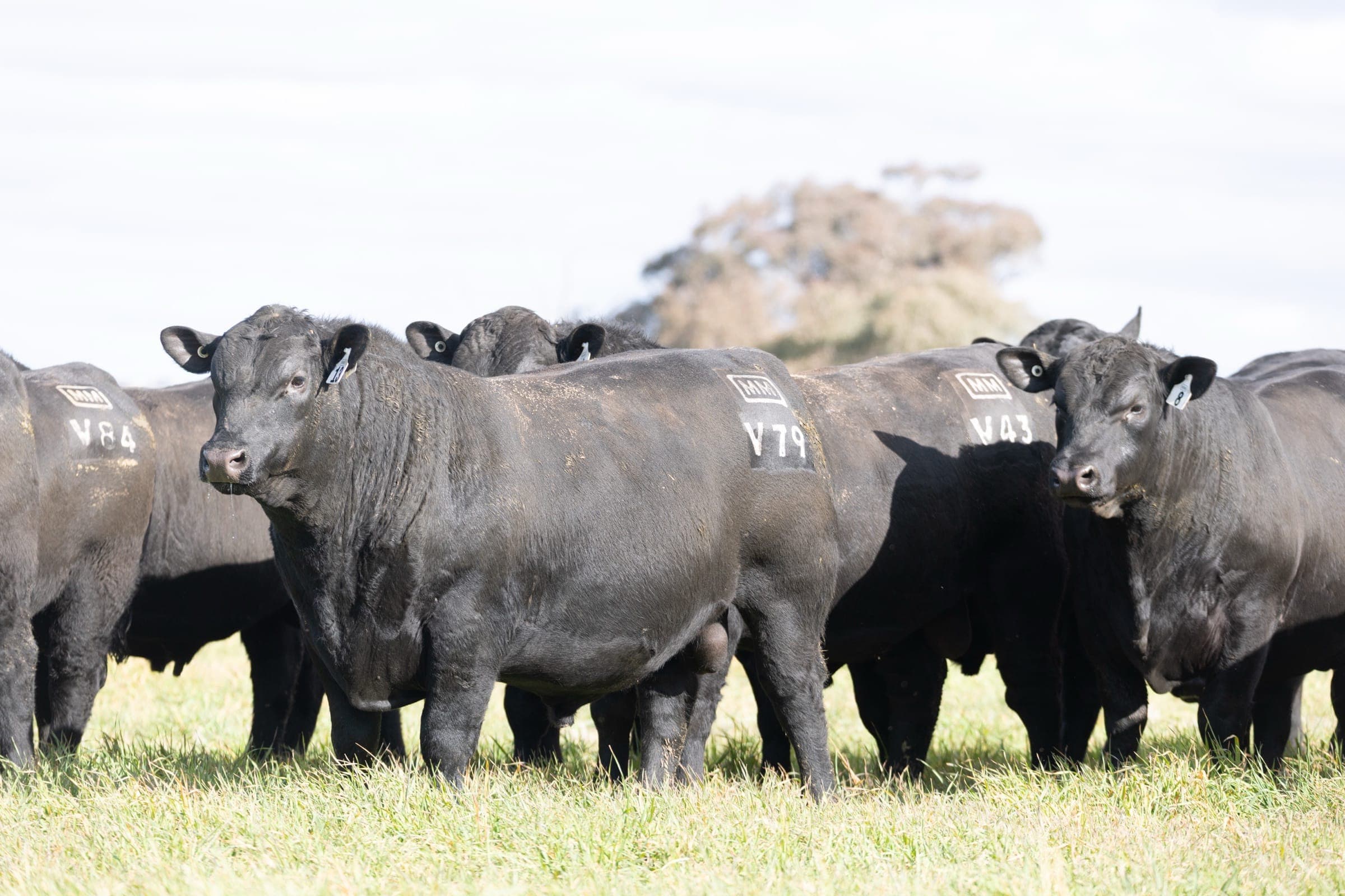Livestock Marketing, Oga creative studio