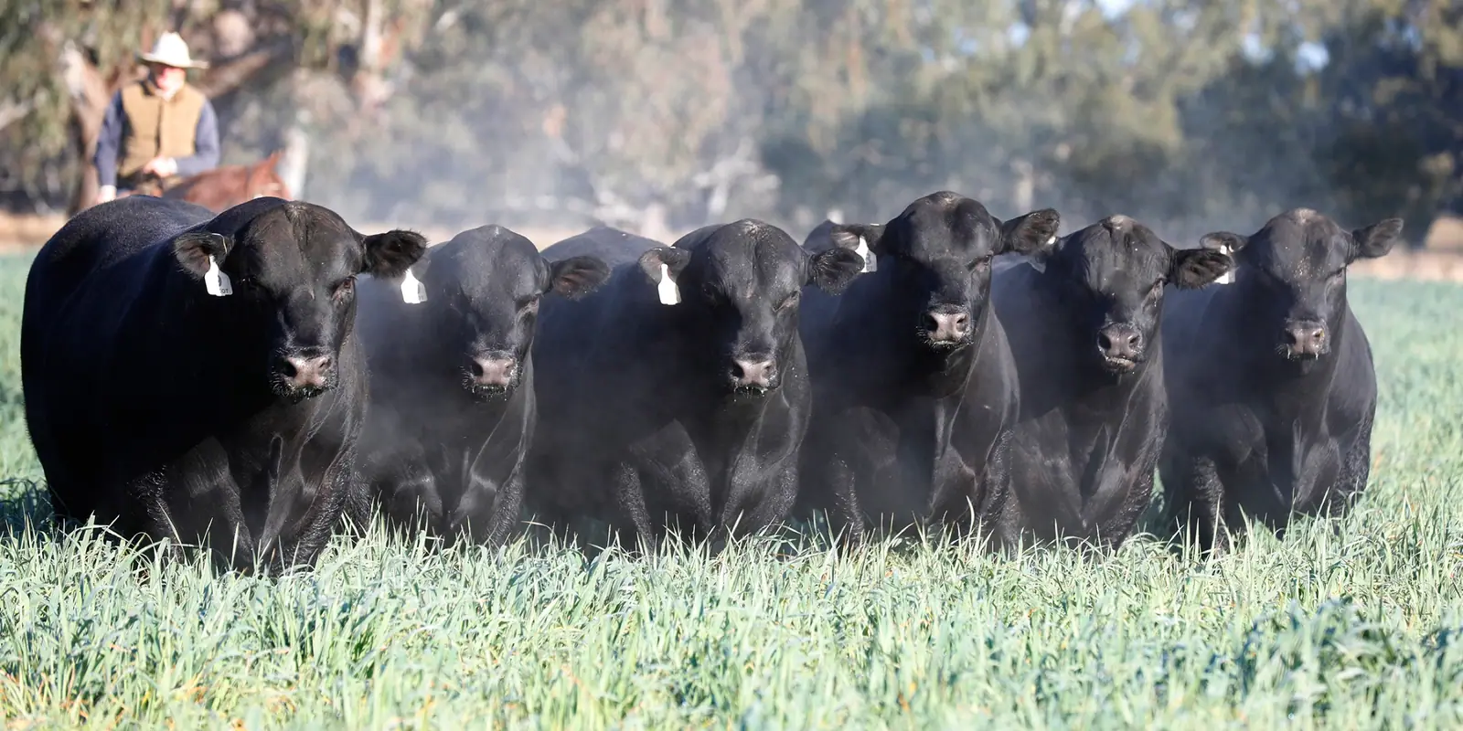 Angus cattle in a dusty paddock, photographed by Oga