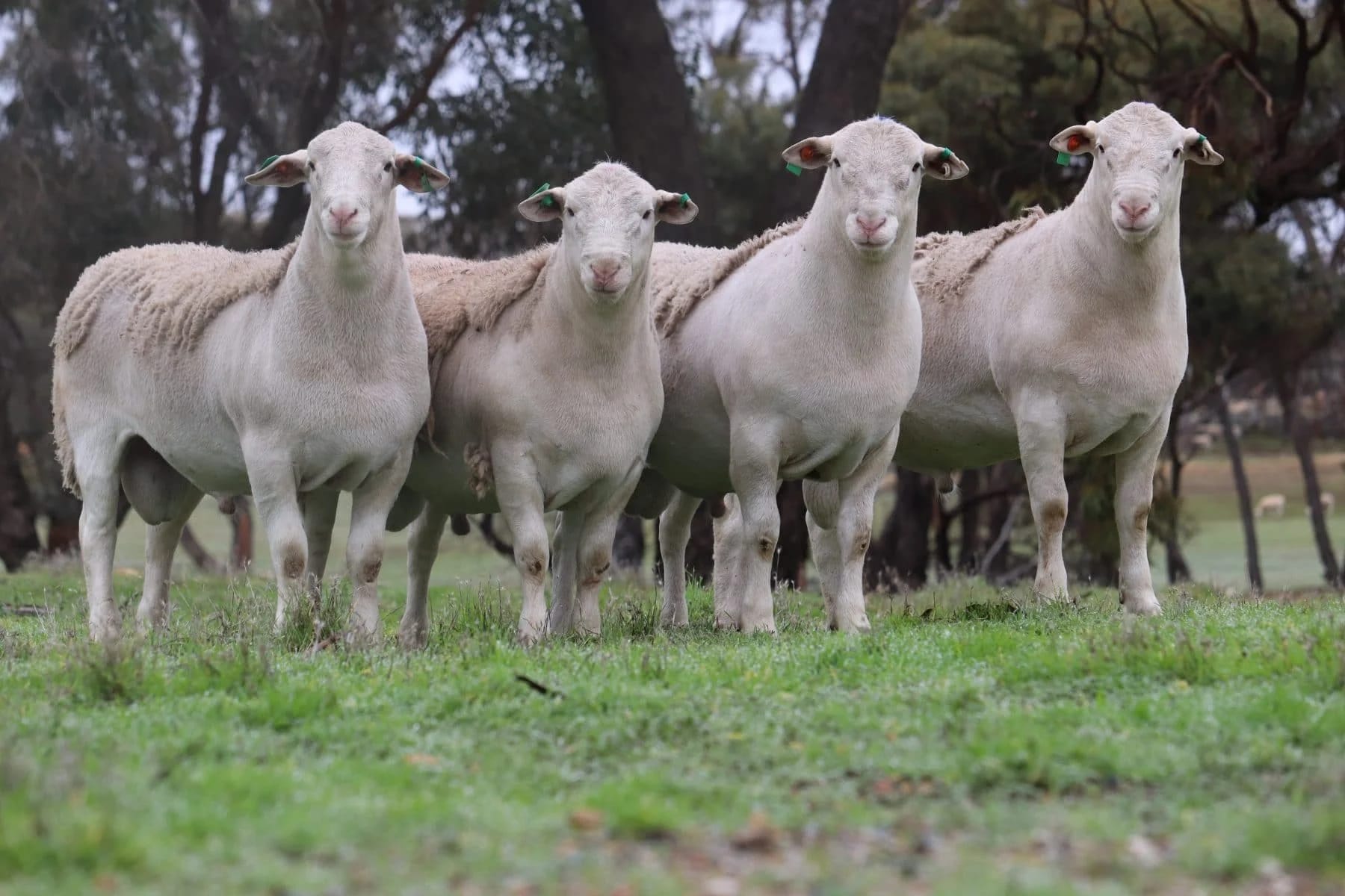 Hillcroft Farms 2026 ram presale walkthrough video